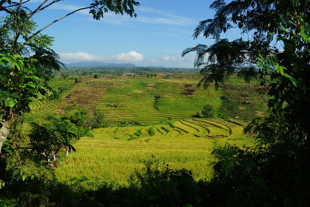 Pesona Bumi Nggahi Rawi Pahu, Dimpu - NTB.