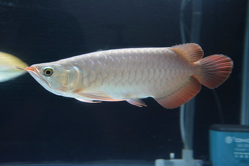 arowana--new-thread
