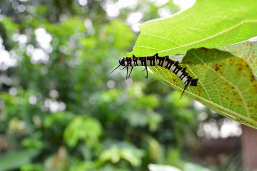 lounge-saung-kebun-ft---tempat-obrolan-warga-kampung-ft---part-1