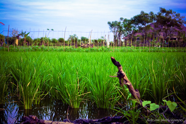 alun-alunnya-nikonian---part-11