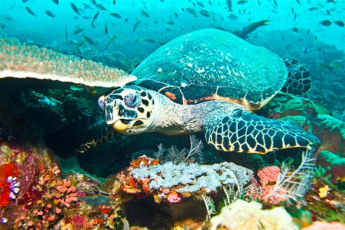 Sisi Lain Pulau Komodo