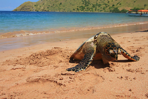 Sisi Lain Pulau Komodo