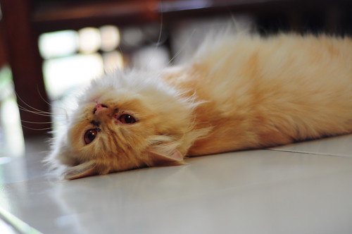 alun-alunnya-nikonian---part-11