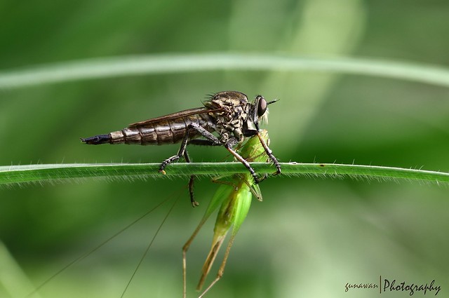 nongkrong-bareng-macro-micro-photography