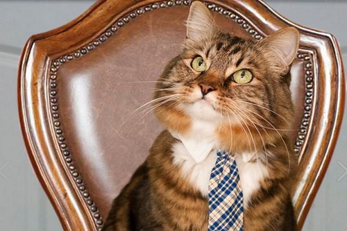 &#91;WOW&#93; Inilah Kucing yang Mempunyai Karir Yang Sukses di Dunia..