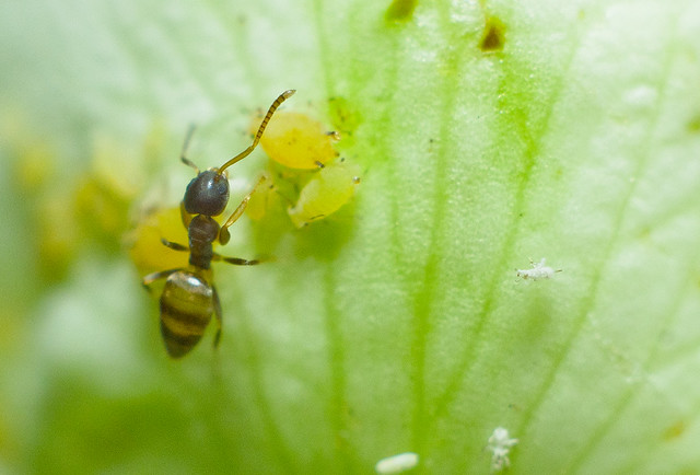 alun-alunnya-nikonian---part-11