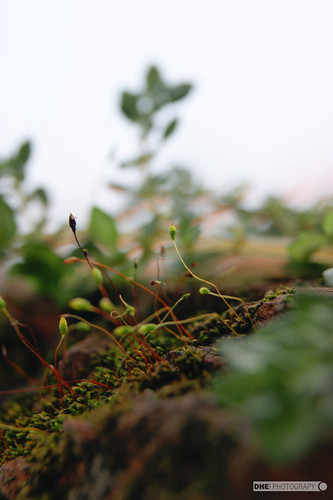 pendopo-sony-alpha---part-5--new