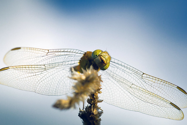 nongkrong-bareng-macro-micro-photography---part-1