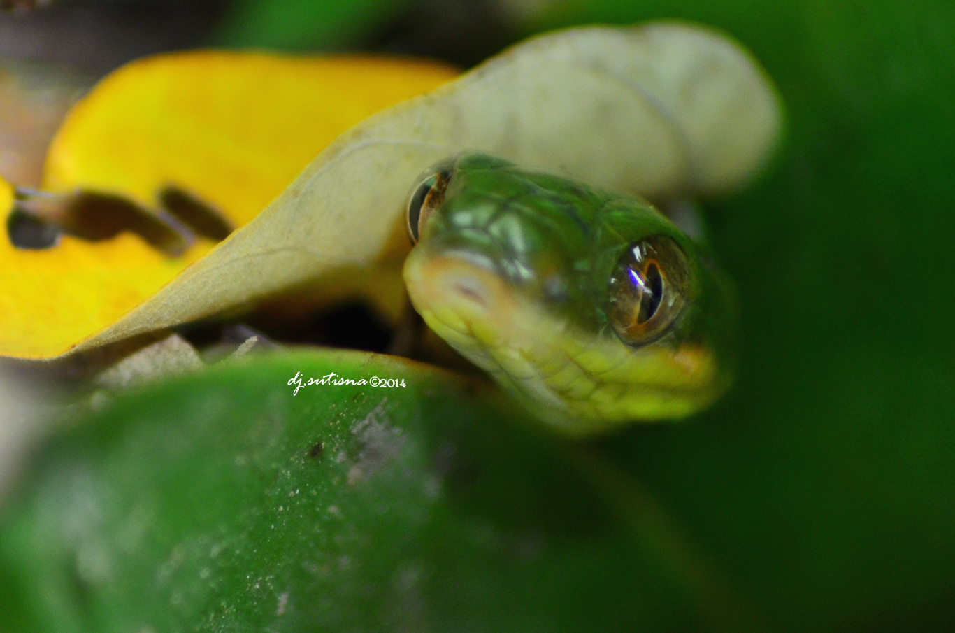 nongkrong-bareng-macro-micro-photography---part-1