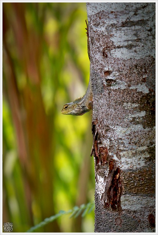 wildlife-fotografi