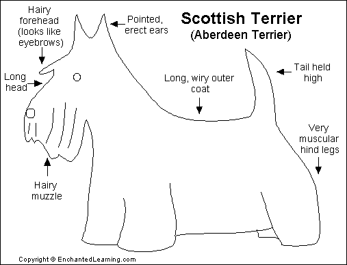 scottish-terrier-lovers