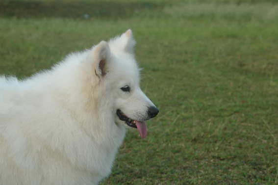 samoyed-lovers-come-in