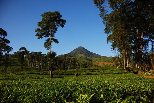 -== Kesejukan Aroma Teh di AgroWisata Pagilaran-Batang ==-