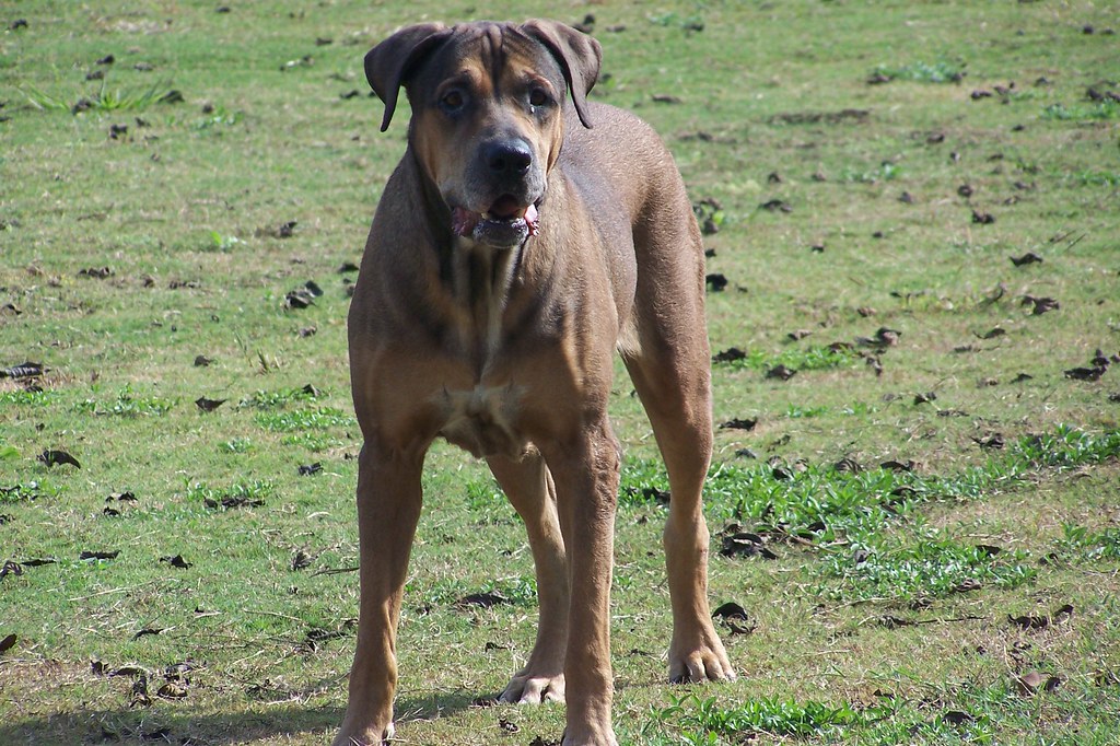 bekasi-dog-lovers--owner