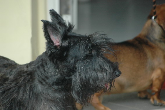 scottish-terrier-lovers