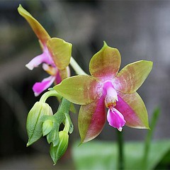 pecinta-anggrek-specieskangen-bgt-nih