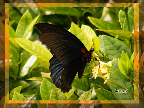 nongkrong-bareng-macro-micro-photography
