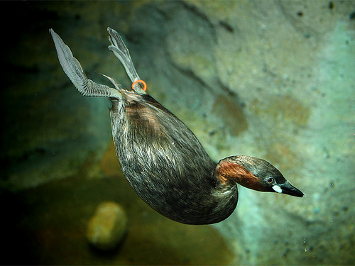 &#91;AMAZING&#93; 5 Spesies Burung Penyelam Handal di Dunia