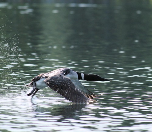 &#91;AMAZING&#93; 5 Spesies Burung Penyelam Handal di Dunia