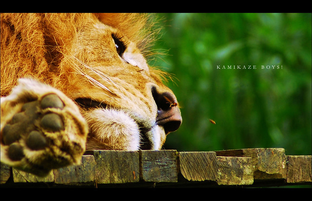 nongkrong-bareng-kritik-jujur-dan-brutal