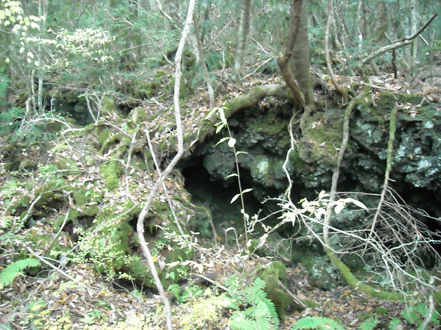 Hutan Aokigahara, Tempat Favorit Untuk Bunuh Diri