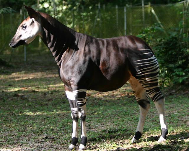 Okapi, Jerapah Hutan Tanpa Leher Panjang