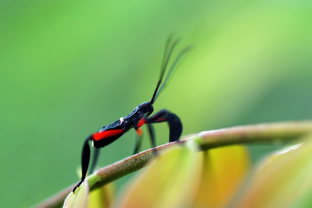 nongkrong-bareng-macro-micro-photography---part-1