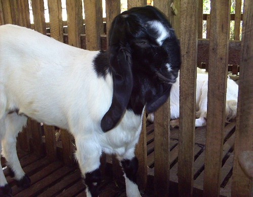 &#91;GEGER&#93; Ibu Ini Melahirkan Seekor Anak Kambing