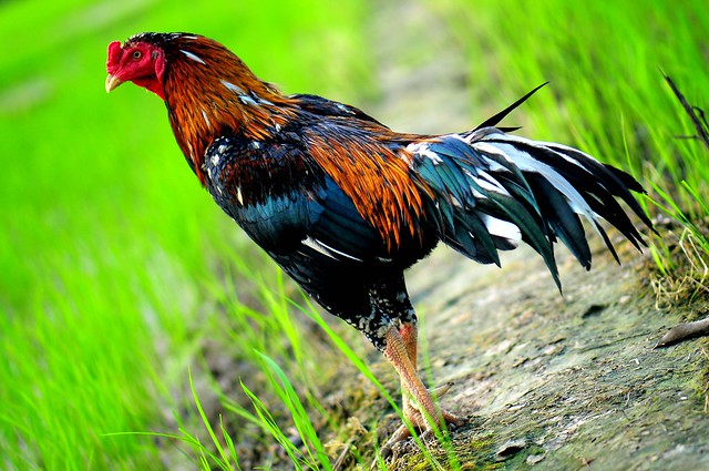 Macam macam ayam gan sayang dilewatkan!