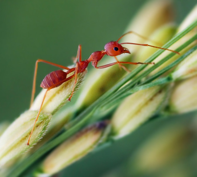 nongkrong-bareng-macro-micro-photography---part-1