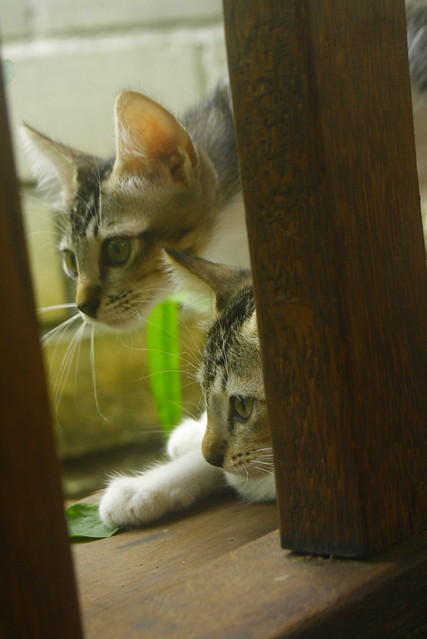 nongkrong-bareng-animal-photography