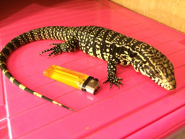 TEGU BW