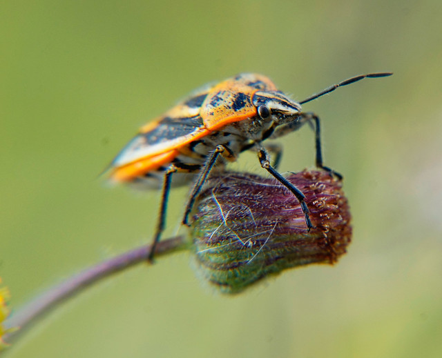 nongkrong-bareng-yang-masih-amatiran-dan-newbie---part-5