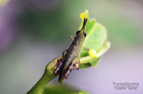 nongkrong-bareng-macro-micro-photography