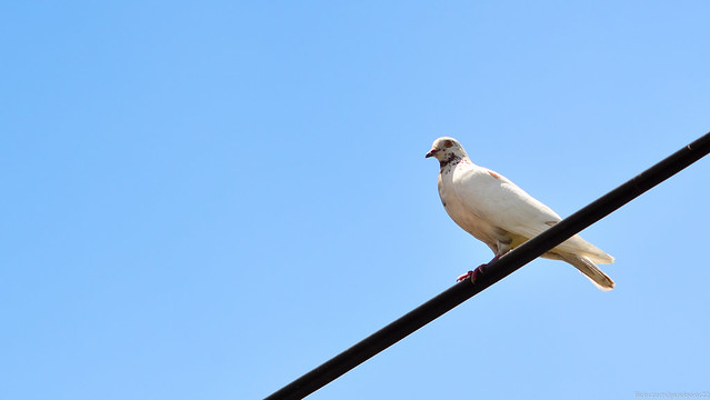 alun-alunnya-nikonian---part-11