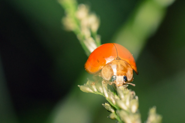 nongkrong-bareng-macro-micro-photography---part-1