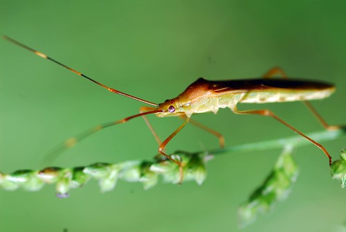 nongkrong-bareng-macro-micro-photography