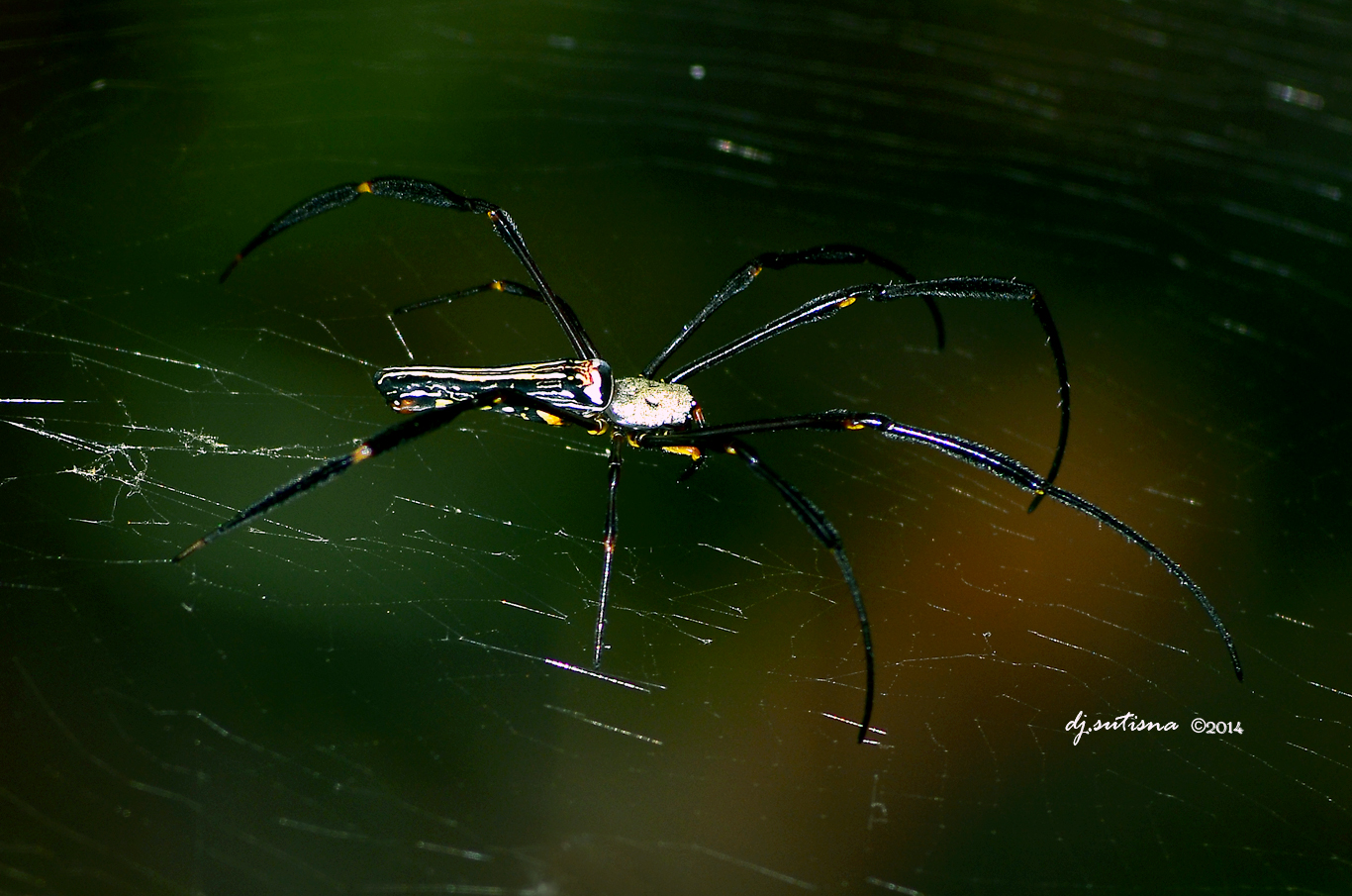 nongkrong-bareng-macro-micro-photography