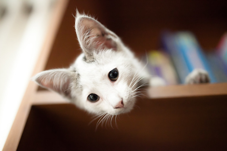 kampung-canoners---part-14