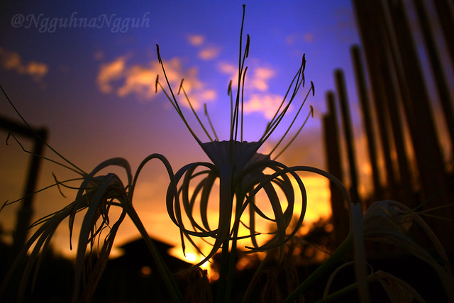 nongkrong-bareng-plants-photography-buat-yang-suka-foto-tetumbuhan