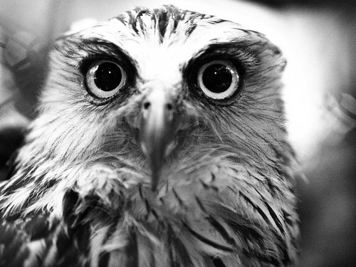 rumah-olympus---part-2