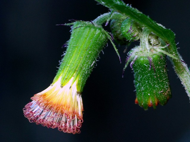 nongkrong-bareng-macro-micro-photography