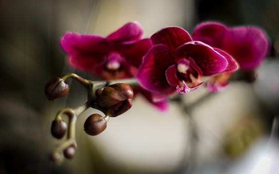 alun-alunnya-nikonian---part-11