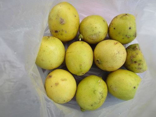 dilarang-bikin-thread-baru-mau-tanya-tentang-tanaman-masuk-sini-saja