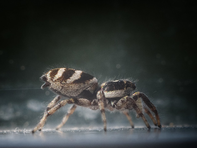 rumah-olympus---part-2