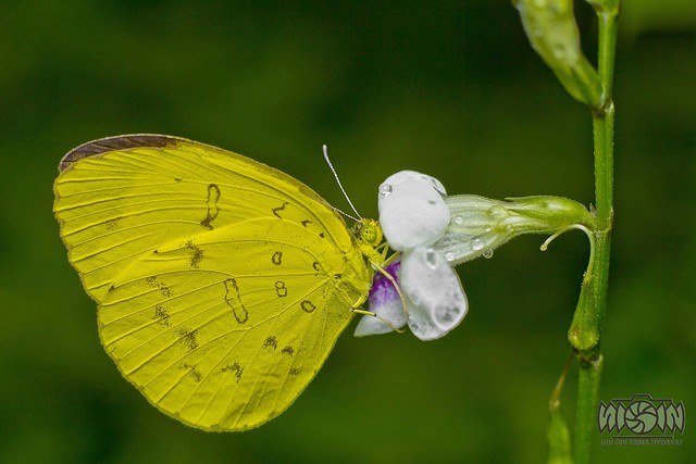 nongkrong-bareng-macro-micro-photography