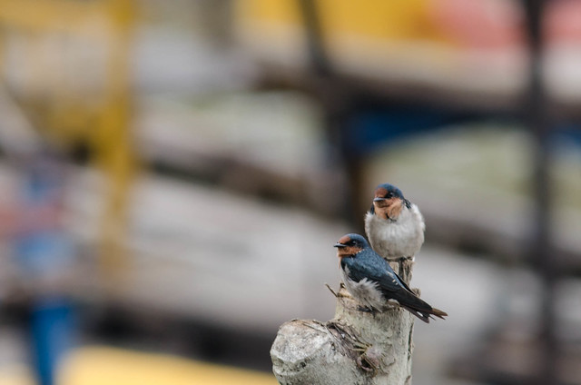 alun-alunnya-nikonian---part-11