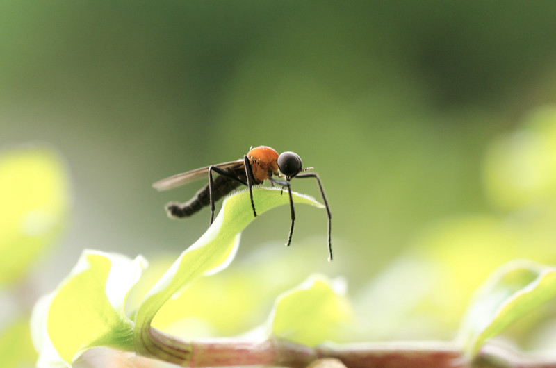 nongkrong-bareng-macro-micro-photography---part-1