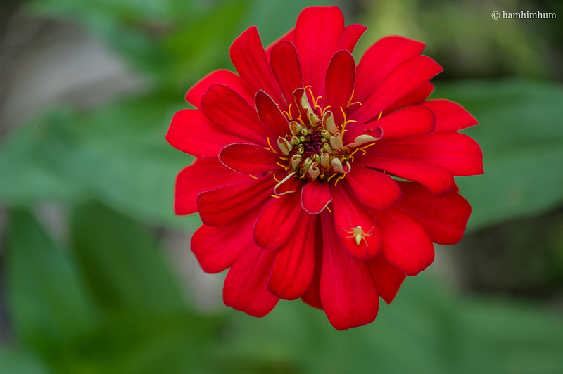 alun-alun-nikonian---part-12