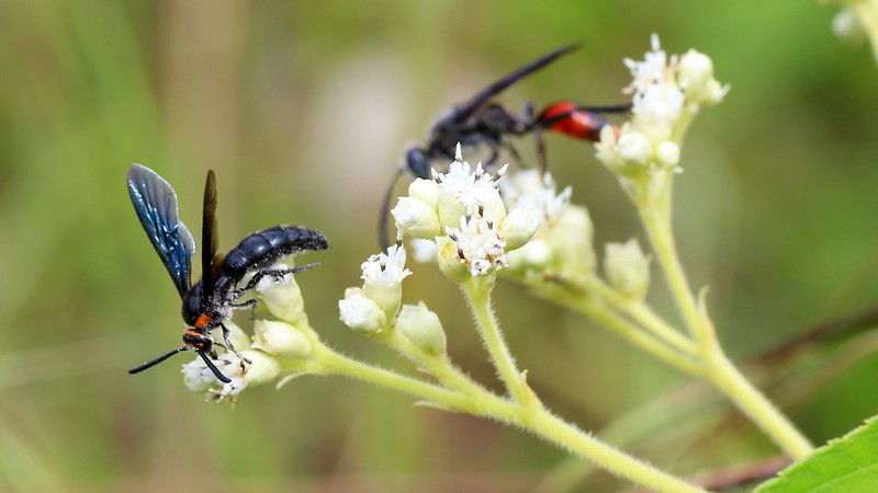 nongkrong-bareng-macro-micro-photography---part-1